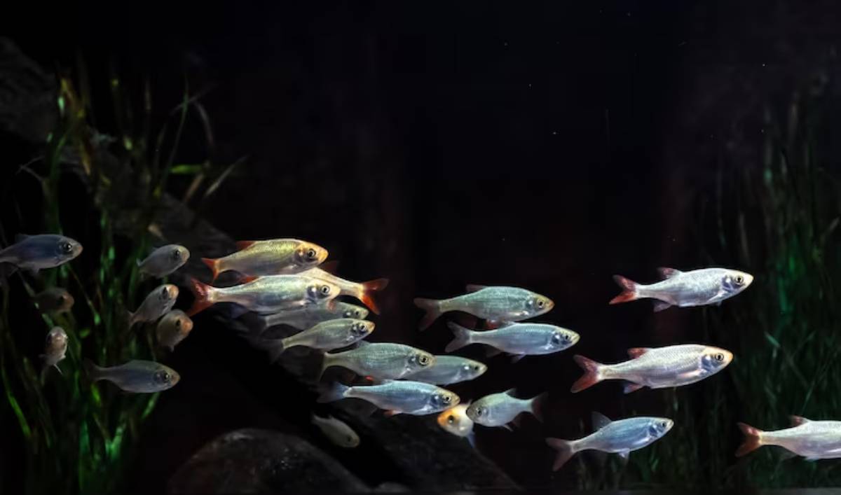 A school of small fish swims gracefully in a dimly lit aquarium, surrounded by lush green aquatic plants.
