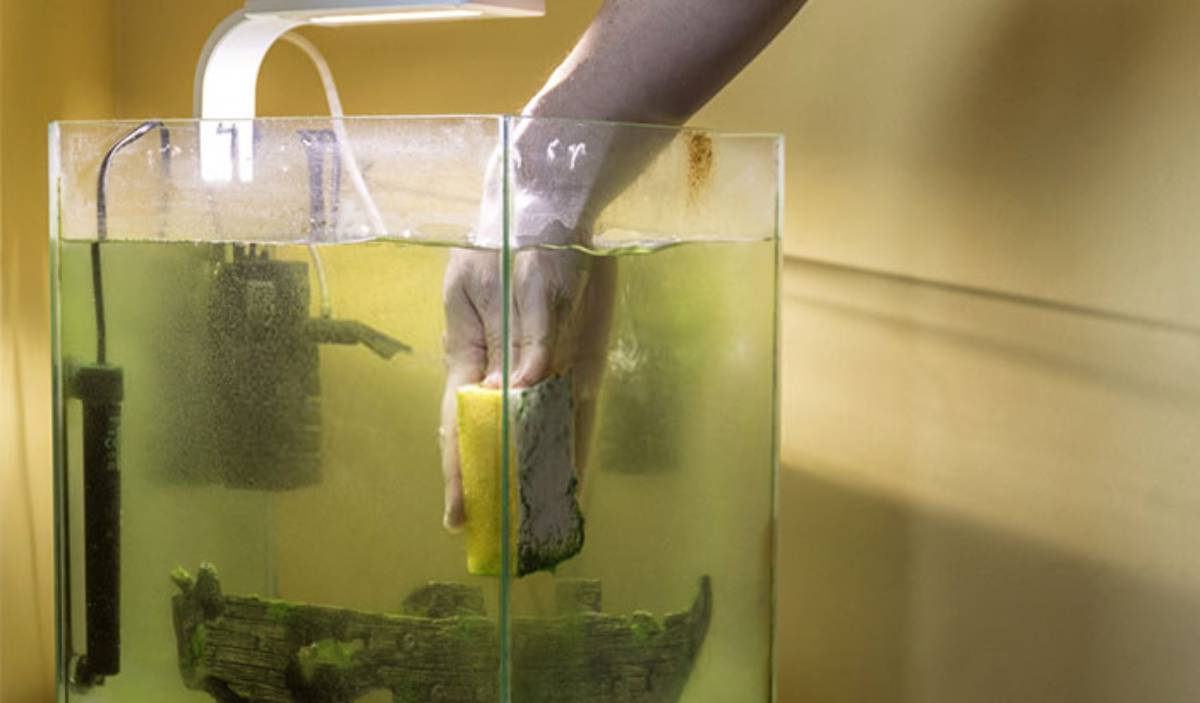 A hand holds a sponge submerged in a green fish tank, with a wooden log and equipment visible in the murky water.
