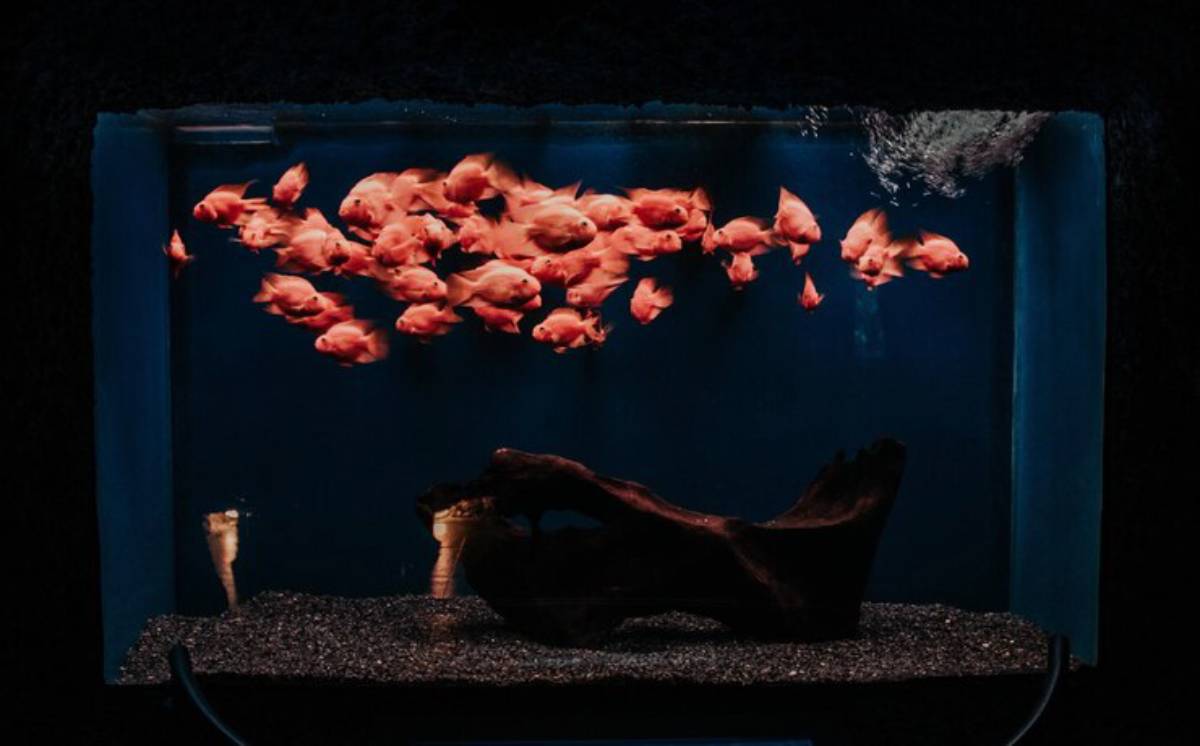 A vibrant aquarium filled with orange fish swimming against a dark background, featuring a piece of driftwood and gravel substrate.