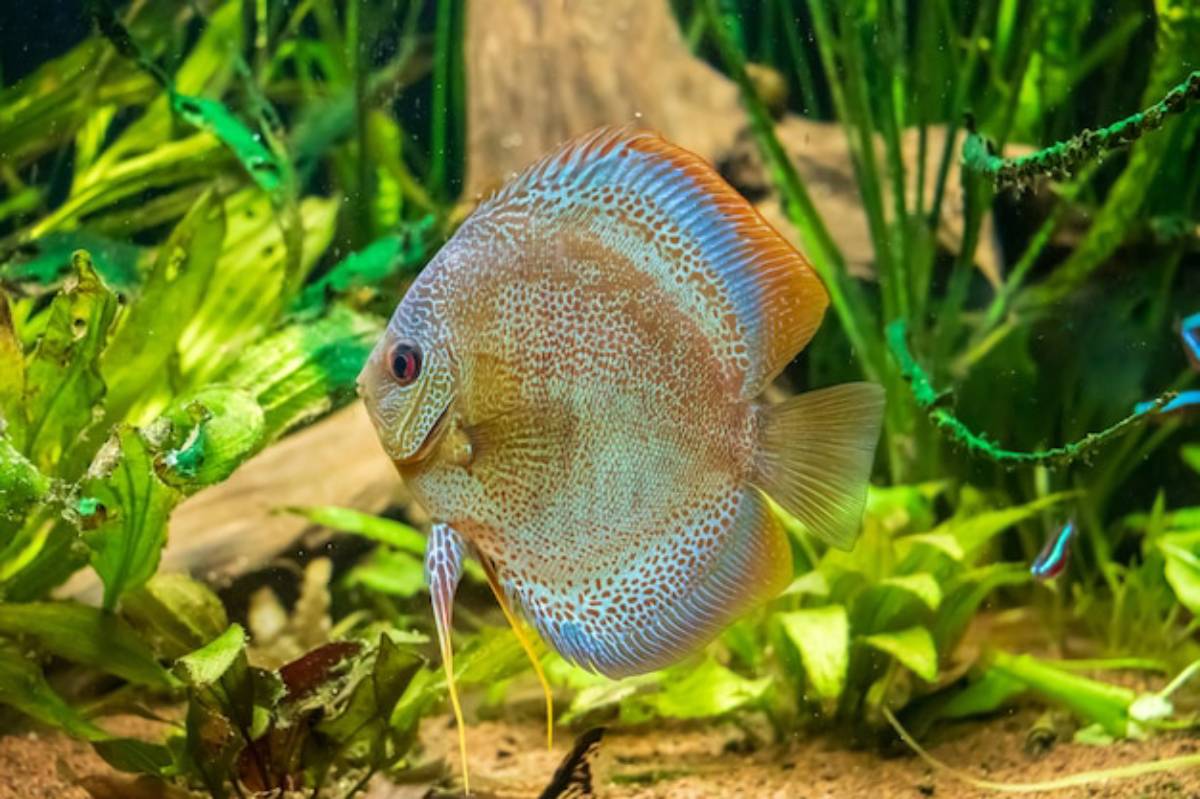 A colorful Discus fish swims through lush green underwater plants in a vibrant aquarium setting.