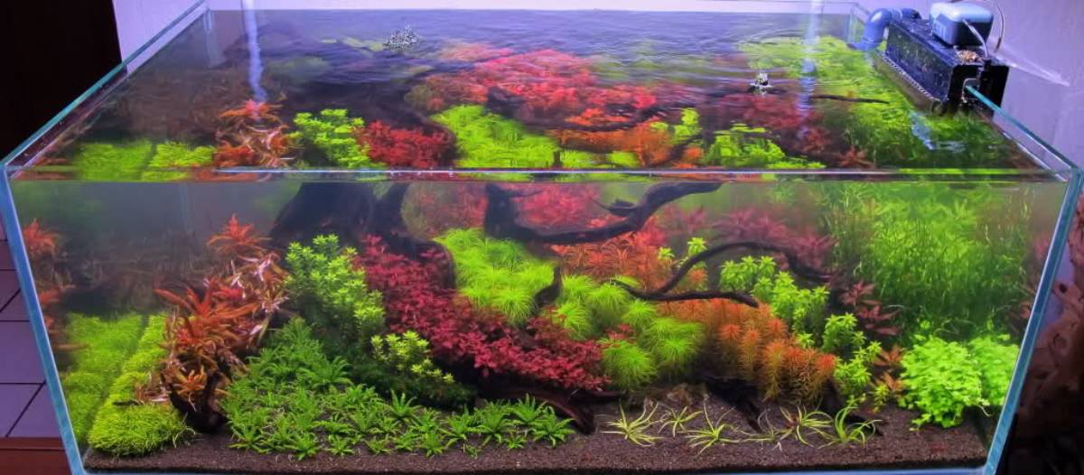 Vibrant aquarium filled with lush greenery and colorful aquatic plants, featuring a natural landscape of textures and colors.