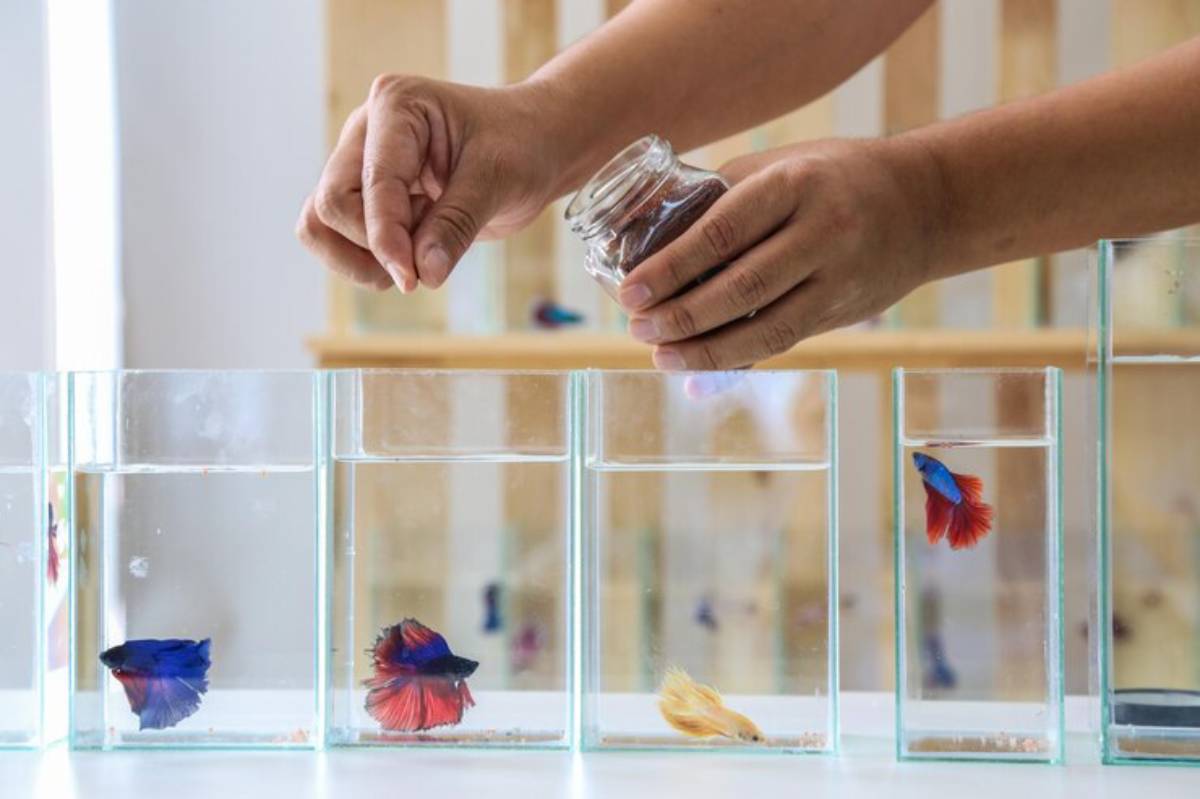 A person adds food to glass aquariums containing colorful betta fish, showcasing vibrant fins and clear water in each tank.