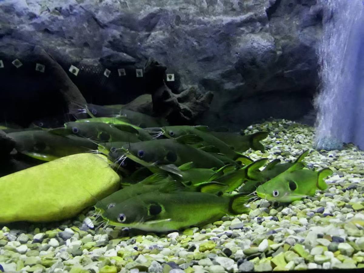 A school of green fish with long whiskers and distinct eyes swimming among pebbles and rocks in a dimly lit aquarium.