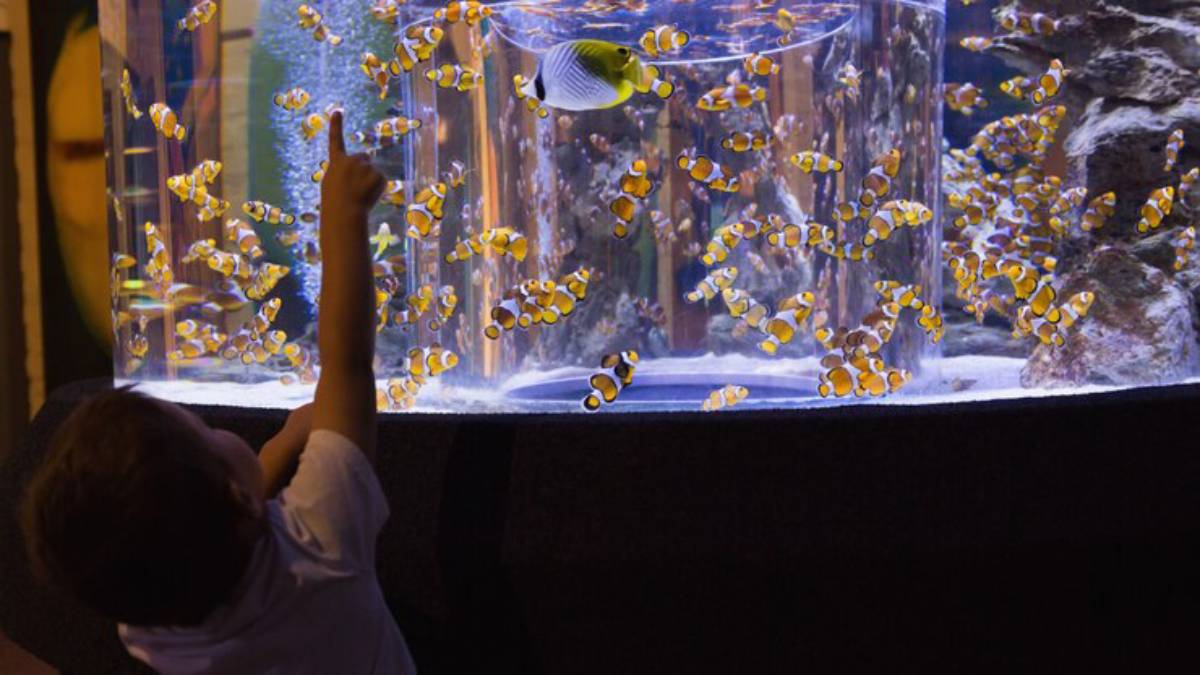 A child points excitedly at a vibrant aquarium filled with colorful clownfish swimming around a cylindrical tank.
