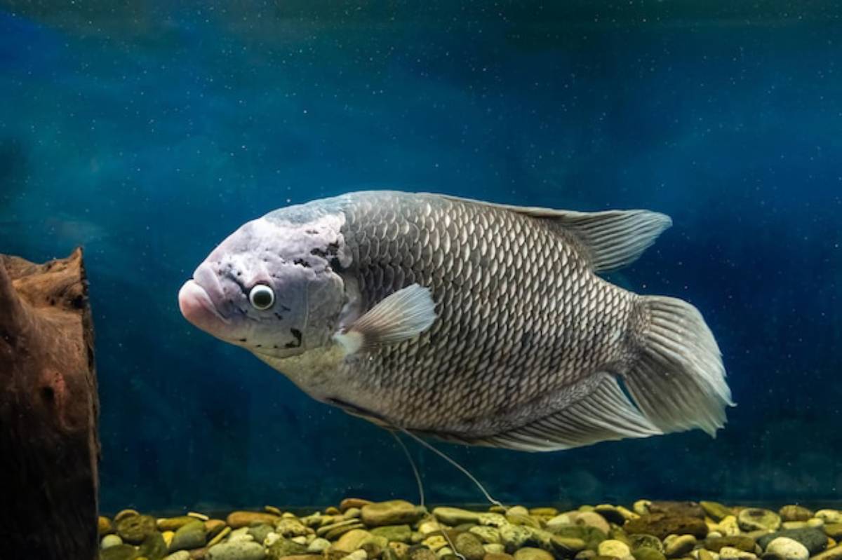 A large, silver fish with textured scales swims gracefully in a clear aquarium, surrounded by pebbles and blue water.