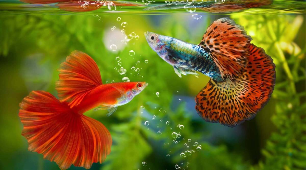 A vibrant guppy fish with a flowing orange and black spotted tail swims gracefully in a soft-focus underwater background.