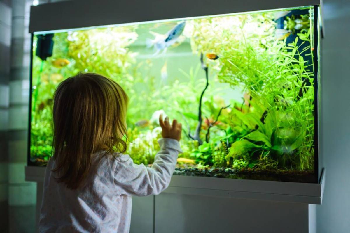 A young child gazes at a vibrant aquarium filled with plants and colorful fish, exploring their aquatic world.
