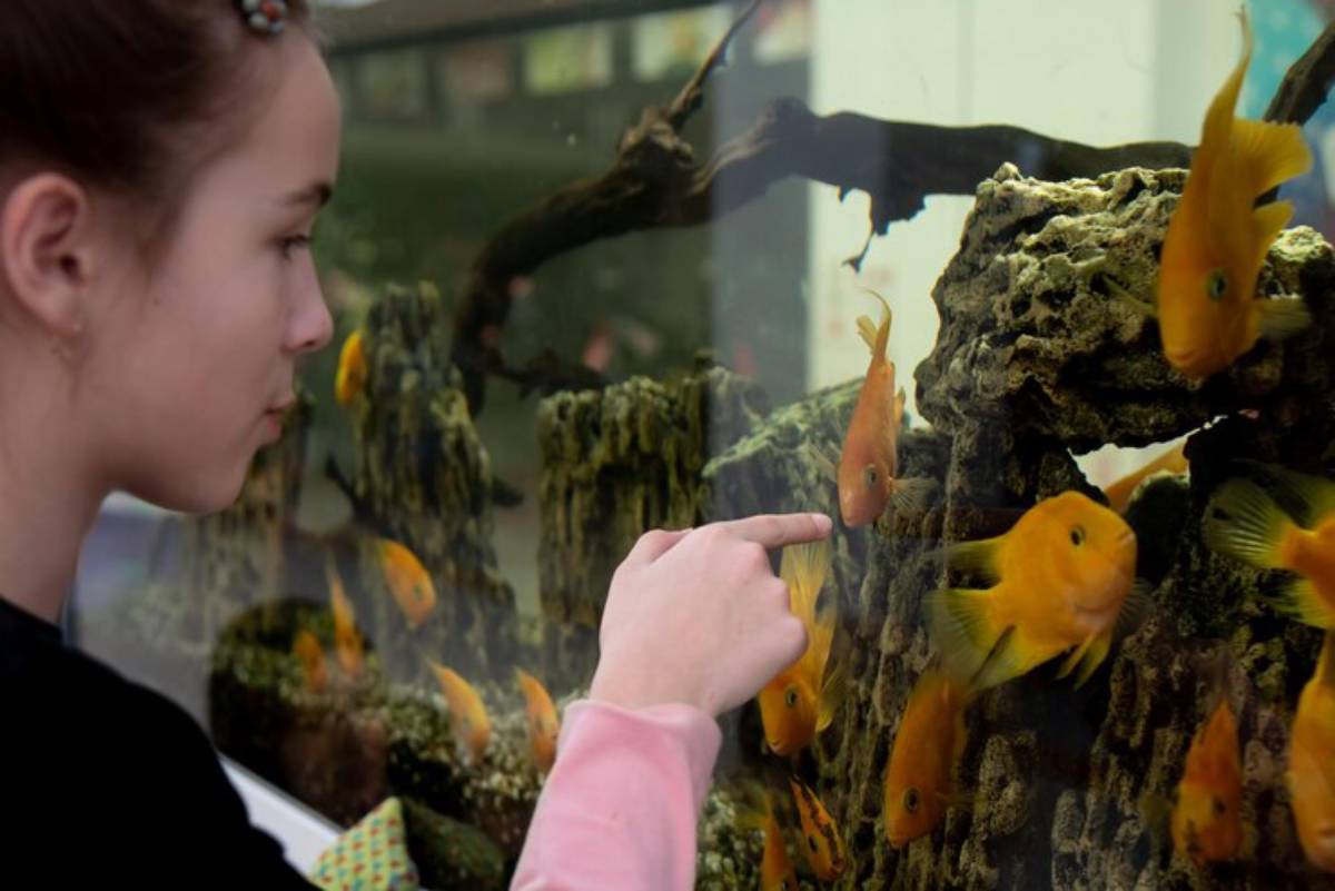 A person points at vibrant yellow fish swimming around rocky decorations in a clear aquarium.
