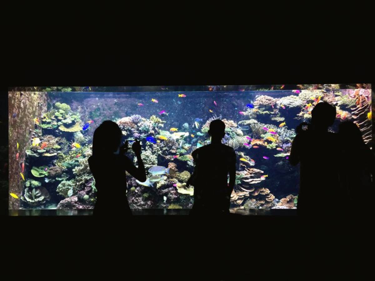 Silhouettes of three people photographing a vibrant aquarium filled with colorful fish and coral against a dark background.