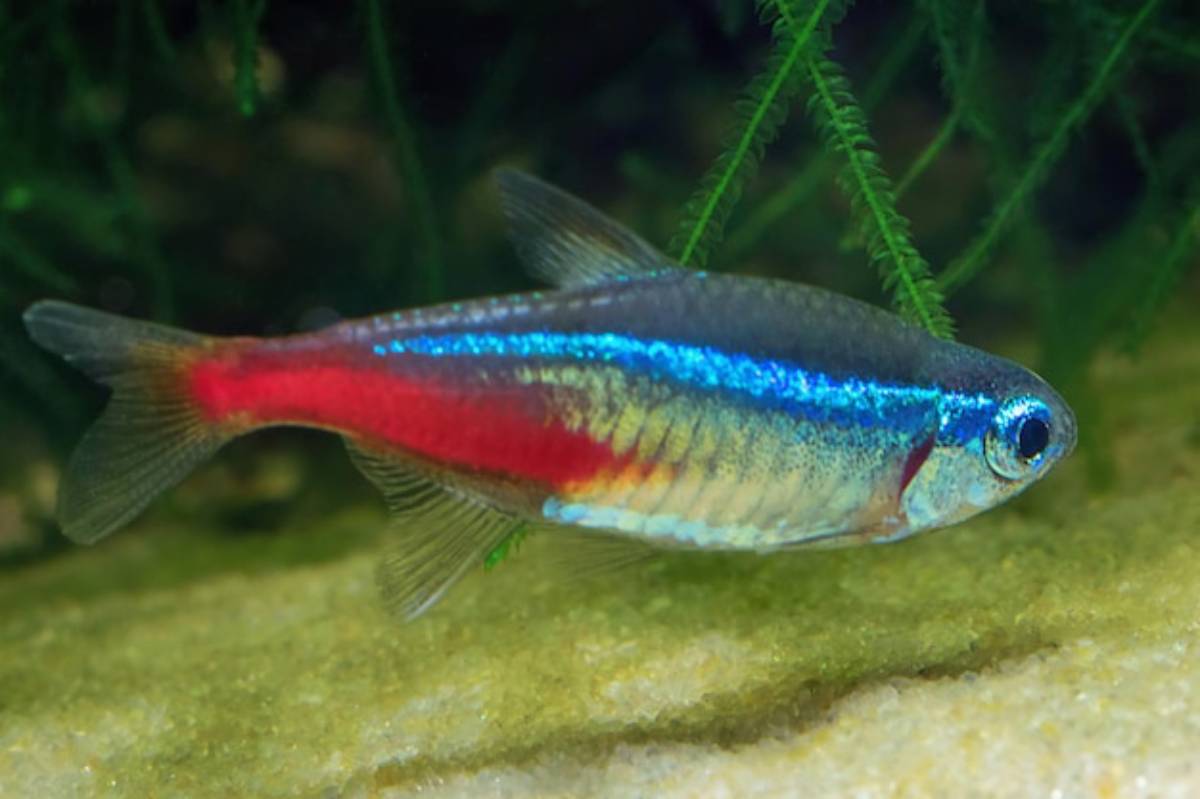 A colorful tetra fish swims above sandy substrate, showcasing vibrant blue and red stripes against a lush green aquatic backdrop.