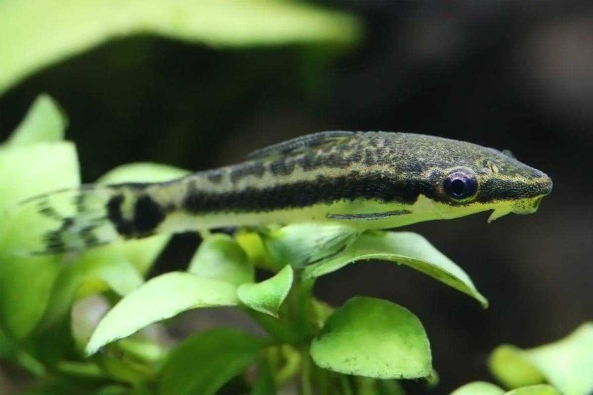A slender, striped fish resting on vibrant green aquatic plants, showcasing its sleek body and large, expressive eyes.