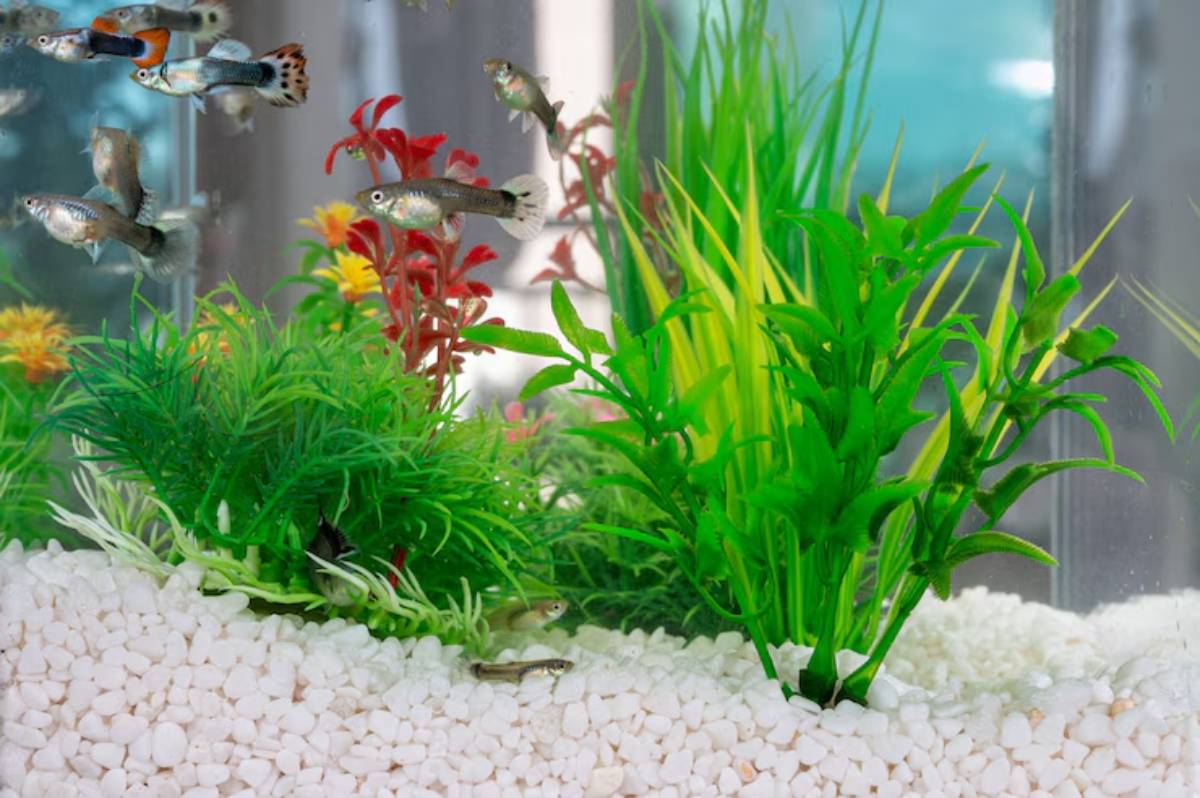 A vibrant aquarium scene featuring colorful guppies swimming among lush green and red aquatic plants, with white pebbles at the bottom.