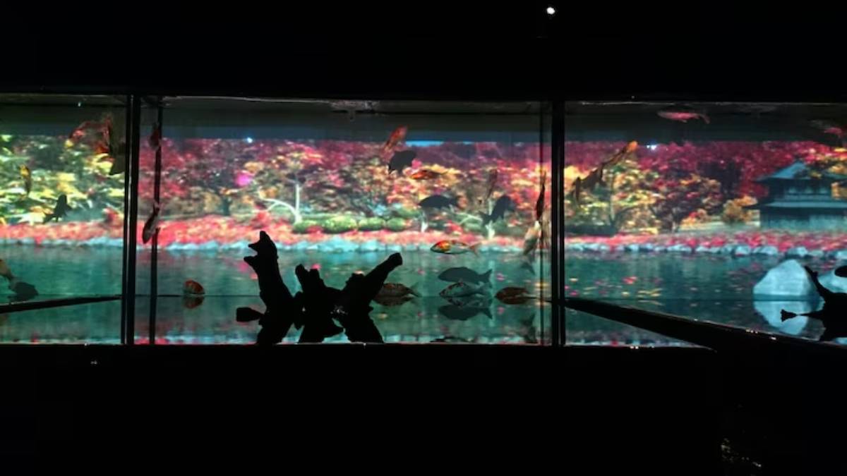 A dark aquarium showcases colorful fish swimming against a vibrant, projected autumn landscape. Wood decor adds to the ambiance.
