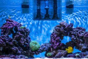 Vibrant aquarium scene featuring purple coral structures and a yellow fish swimming among the blue water and lush marine life.