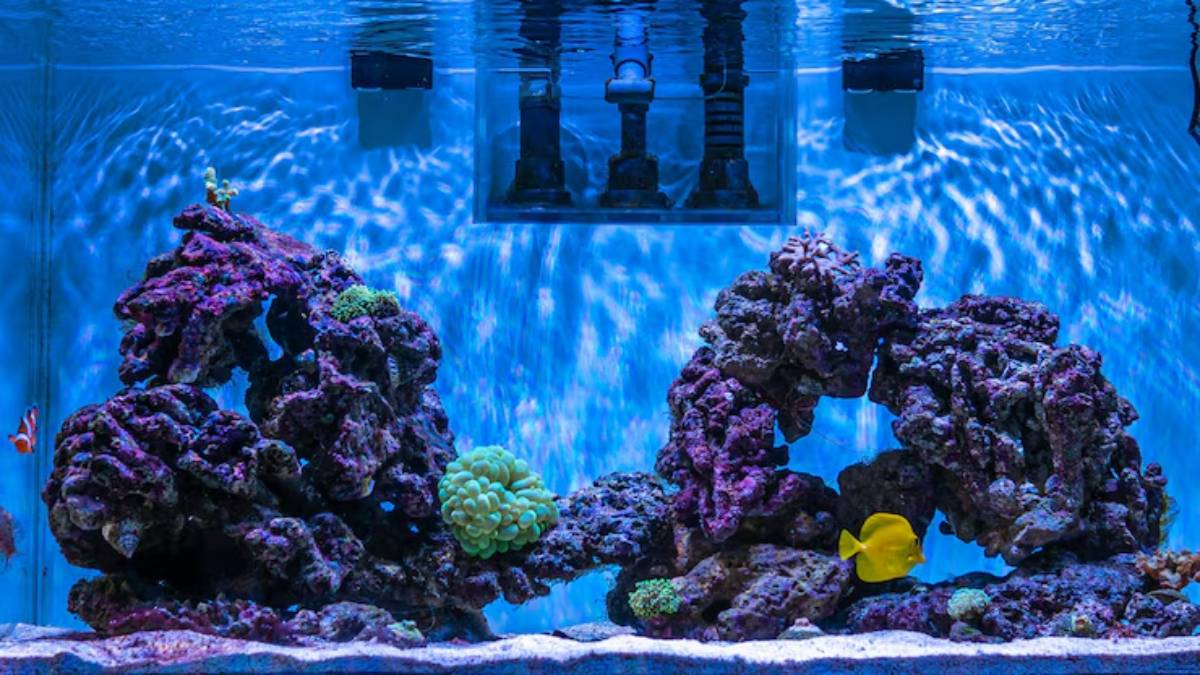 A vibrant aquarium scene featuring colorful corals, rock formations, and a yellow tang swimming among the aquatic environment.