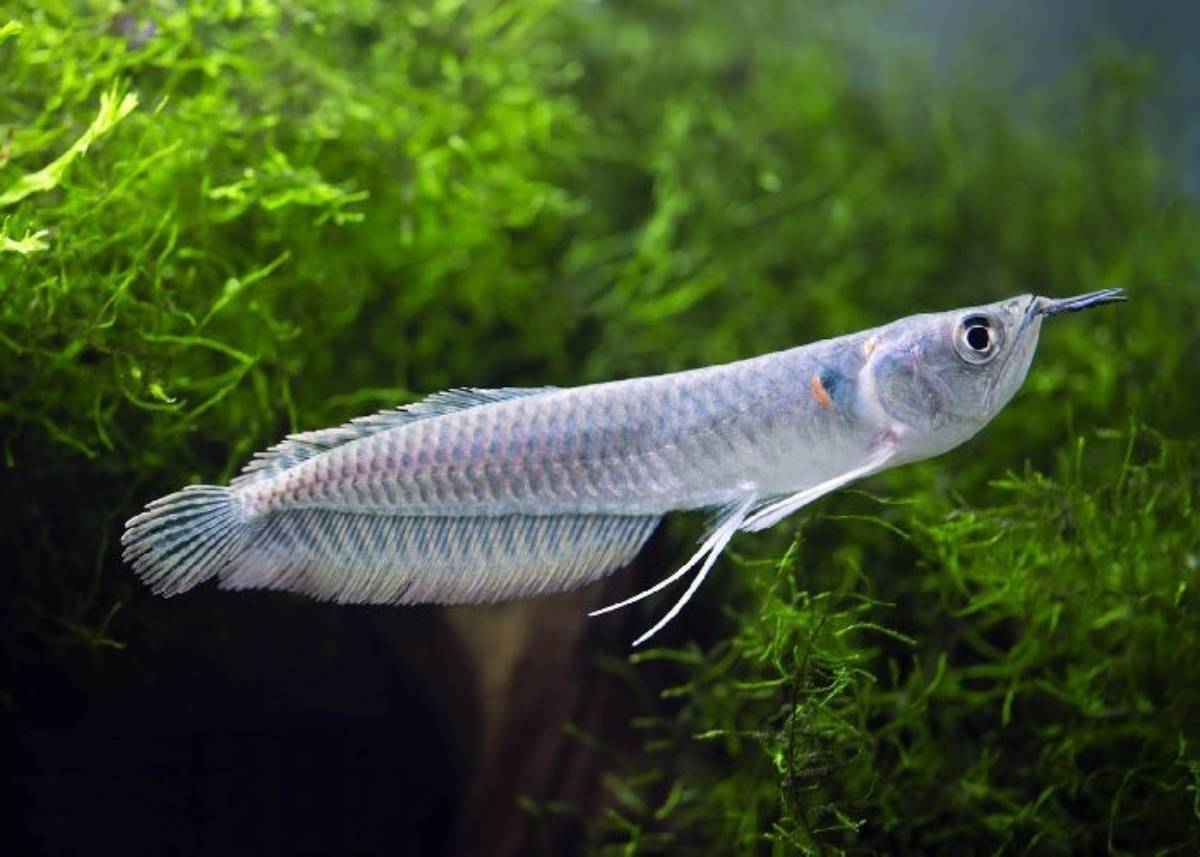 A sleek, elongated fish with a pointed snout swims gracefully amidst lush green aquatic plants.