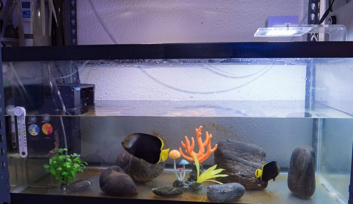 A small aquarium featuring two black fish with yellow accents, colorful artificial coral, rocks, and aquatic plants, illuminated by a light.