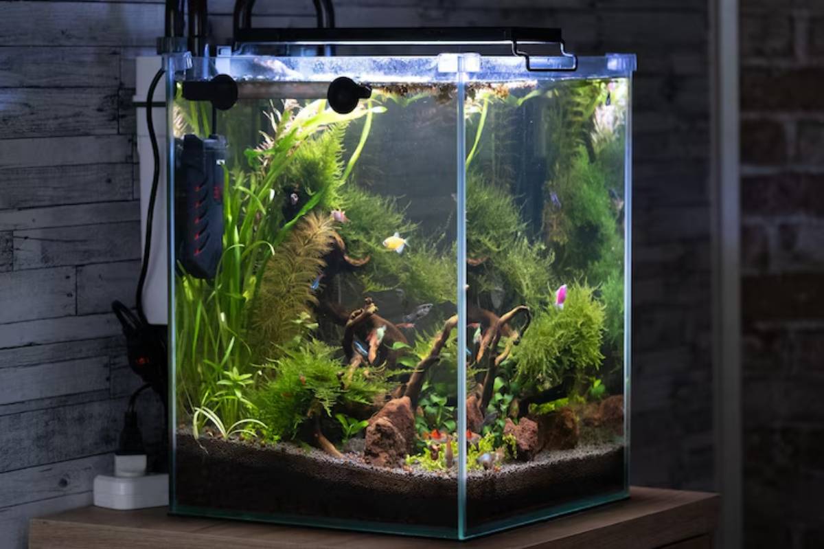 A beautifully planted aquarium with colorful fish swimming among green aquatic plants and driftwood, illuminated in a cozy setting.
