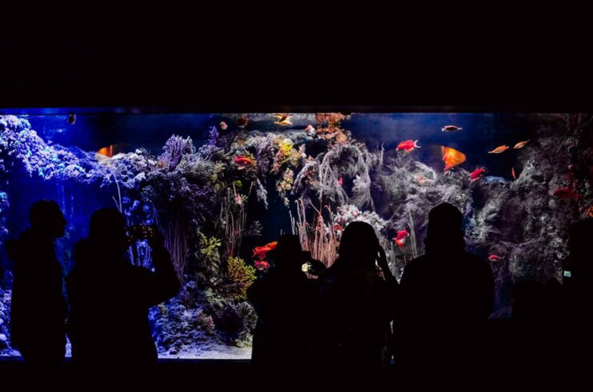 Silhouettes of visitors watching colorful fish swim in a vibrant aquarium illuminated by blue and colorful lights.