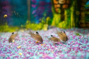 Five spotted fish swim over colorful gravel in a vibrant aquarium filled with aquatic plants and a blurred background.