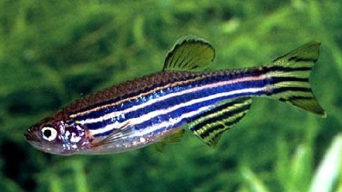 A zebra fish with vibrant blue and silver stripes swims gracefully in a green underwater environment.