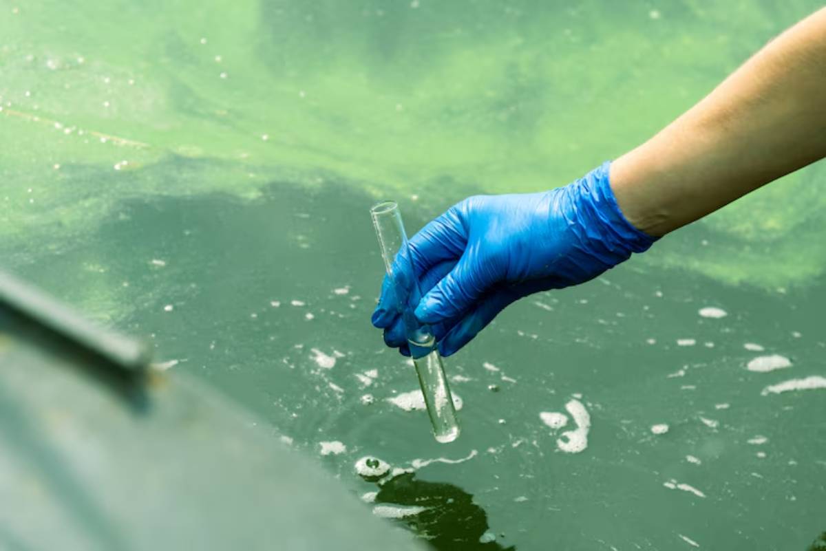 A gloved hand collects water samples from a green, algae-rich body of water, indicating environmental testing or research.