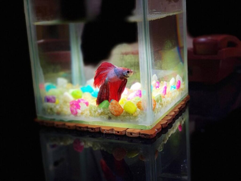 A vibrant betta fish with red and blue fins swims in a small tank filled with colorful pebbles and illuminated by soft light.