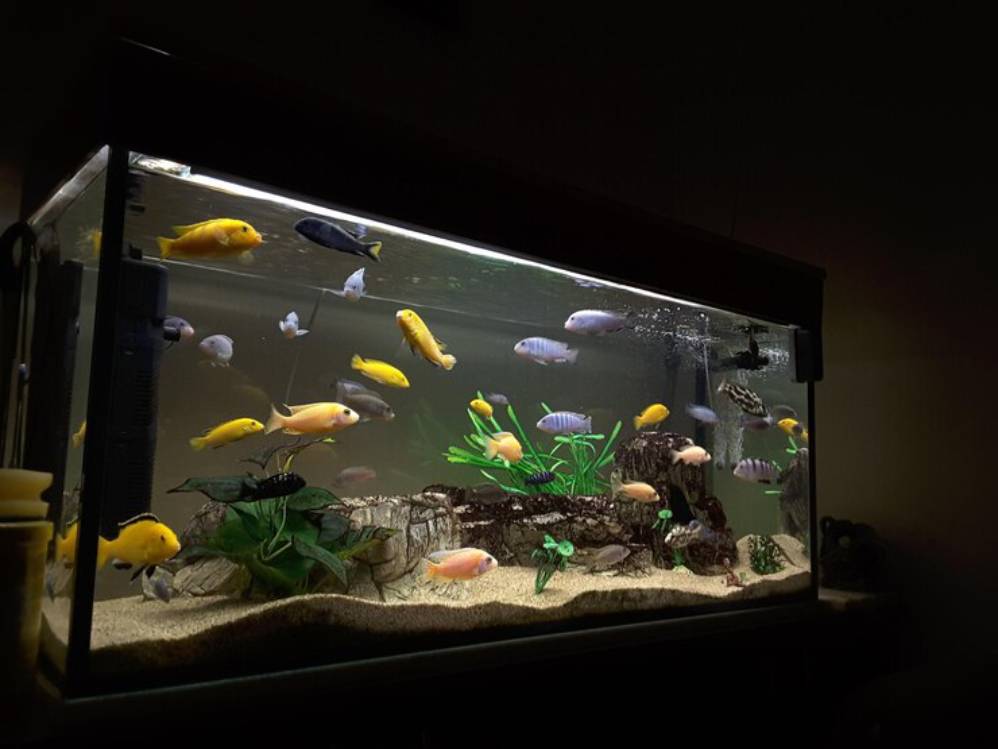 A brightly lit aquarium filled with various colorful fish, lush green plants, and a natural rock decoration on sandy substrate.