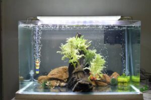 A clear aquarium featuring aquatic plants, a piece of driftwood, rocks, and small fish swimming amidst bubbles and decor.