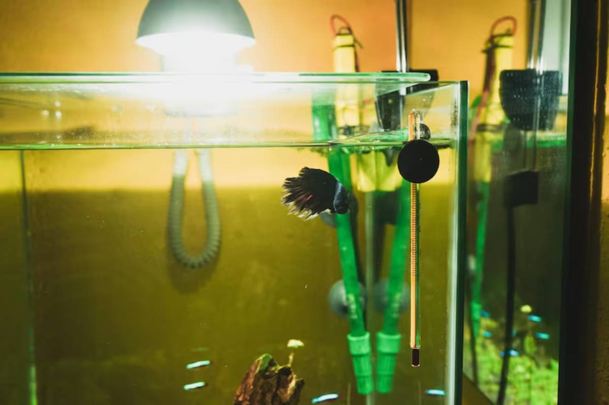 A vibrant betta fish swims in a well-lit aquarium with green decoration and a thermometer, creating a serene aquatic environment.