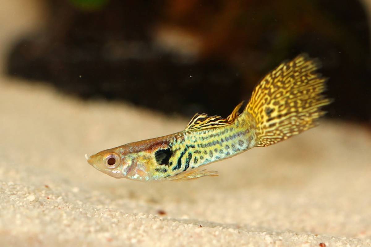 A colorful fish swimming in clear water, with vibrant yellow and blue patterns on its body and a decorative tail fin.
