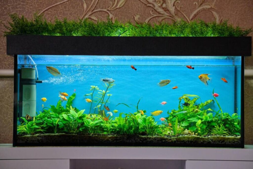A vibrant aquarium filled with colorful fish and lush green aquatic plants, set against a light blue background.