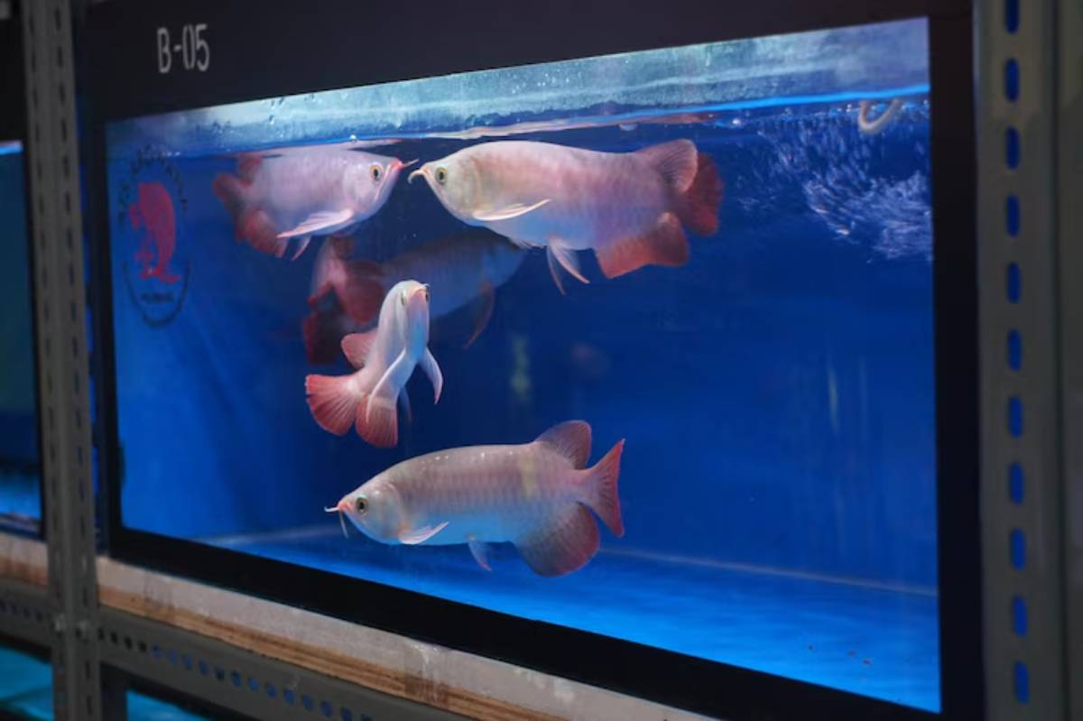 Four colorful fish, including a large arowana, swim gracefully in a clear aquarium with a vibrant blue background.