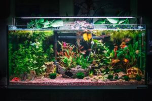A vibrant aquarium featuring colorful fish, lush aquatic plants, decorative stones, and a whimsical skull ornament.