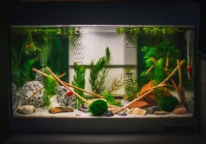 A lush aquarium filled with green plants, rocks, and driftwood, showcasing a serene underwater ecosystem with a filter in the background.