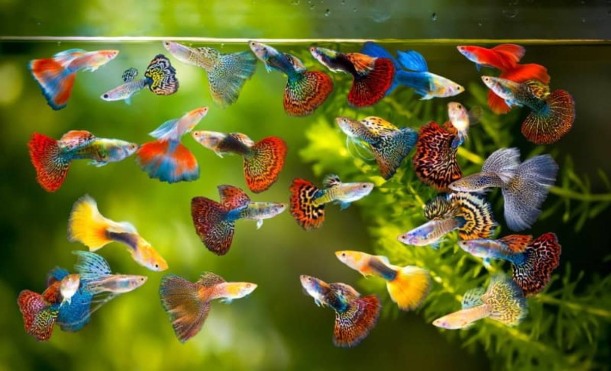 A colorful guppy swims gracefully in an aquarium, showcasing vibrant blue and red patterns against a green leafy background.