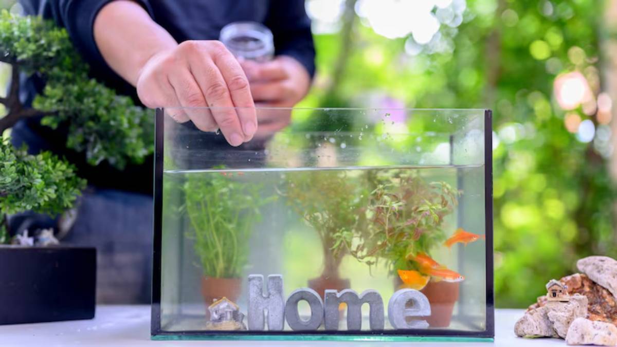 A person places their hand into a fish tank filled with plants and goldfish, beside decorative stones and a