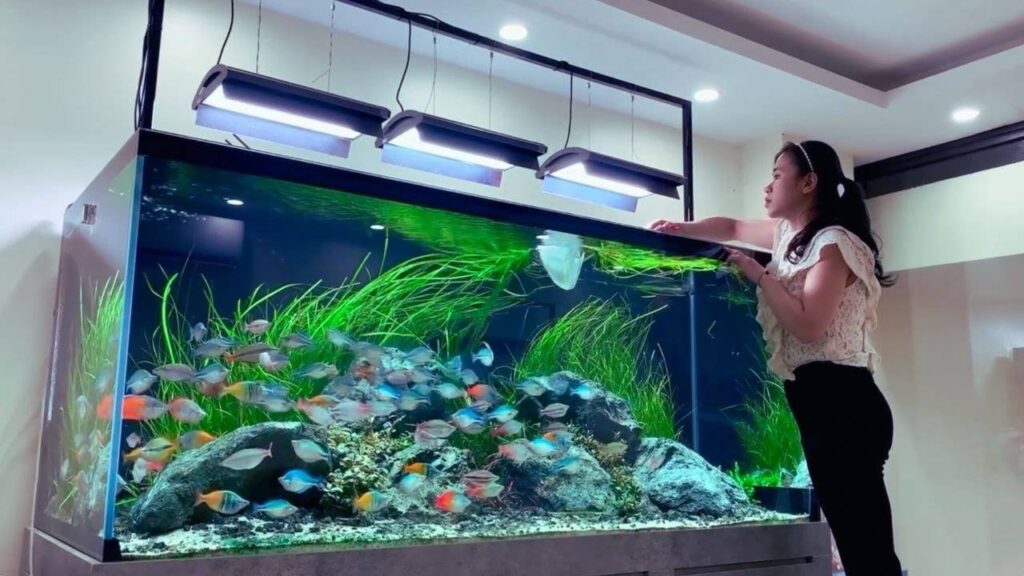 A person wearing yellow gloves cleans a vibrant aquarium filled with various colorful fish, plants, and decorative rocks.