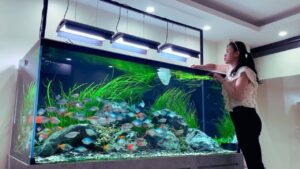 A person wearing yellow gloves cleans a vibrant aquarium filled with various colorful fish, plants, and decorative rocks.