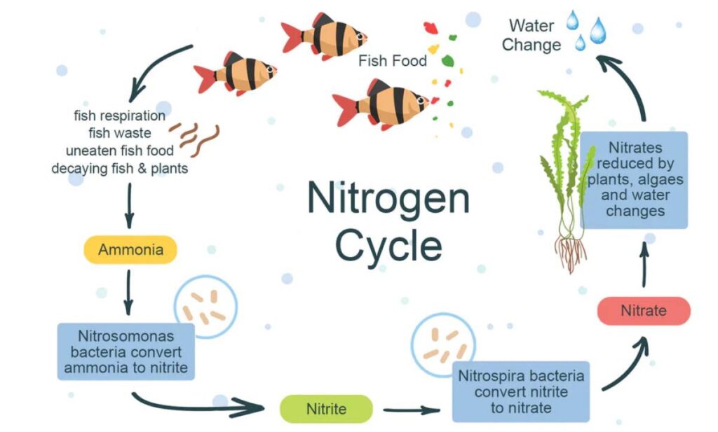 Diagram illustrating an aquarium ecosystem with fish and plants, detailing water filtration and circulation mechanics.