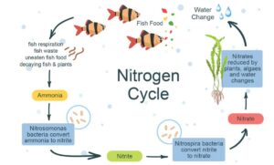 Diagram illustrating an aquarium ecosystem with fish and plants, detailing water filtration and circulation mechanics.