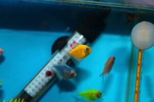 Ideal pH and Hardness Levels for Different Fish: A Practical Water Chemistry Guide