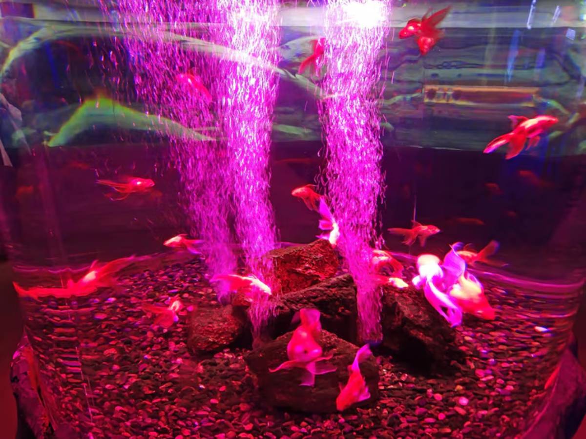 A colorful aquarium features red fish swimming around rocks, with vibrant purple bubbles rising from two water jets.