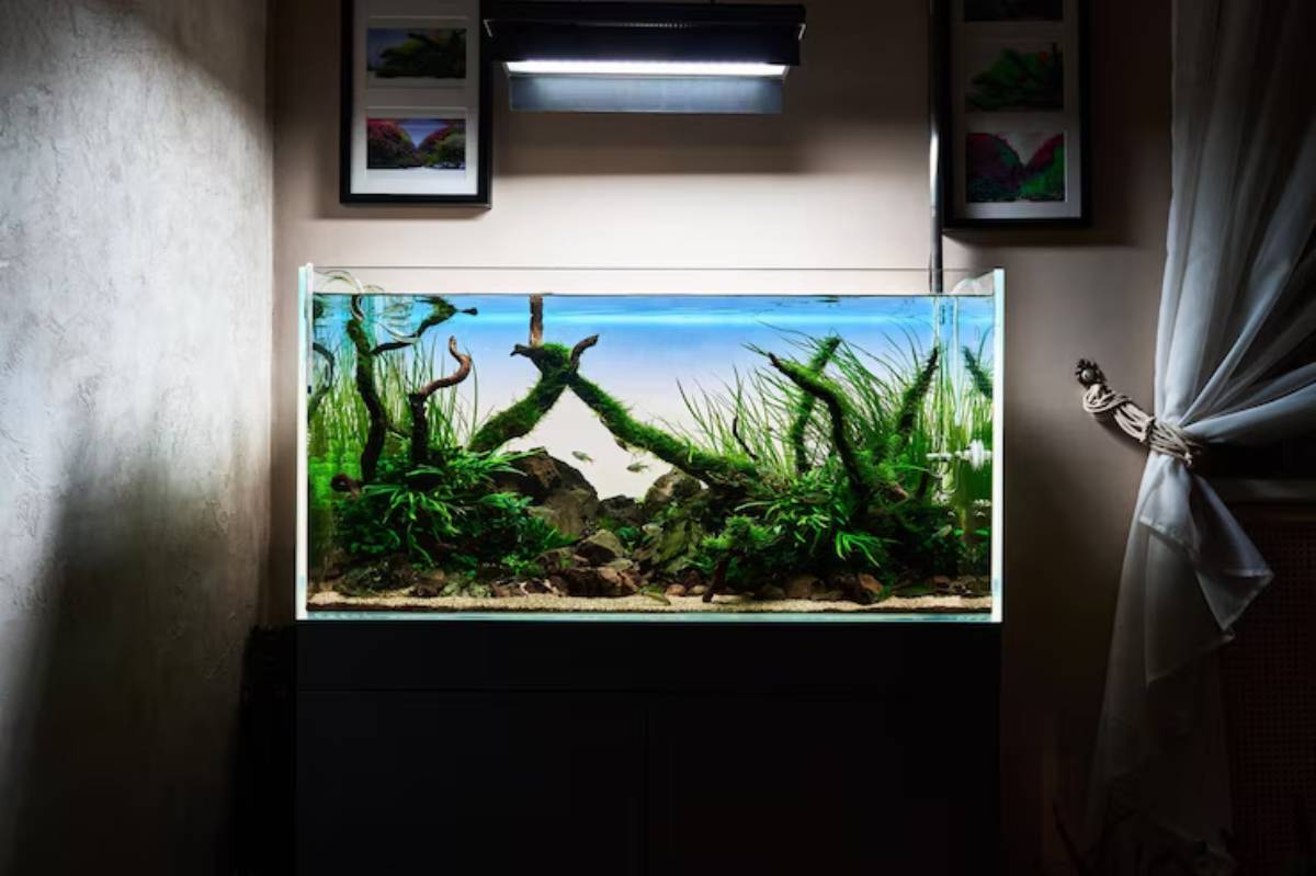 A brightly lit aquarium features lush green plants, rocky substrate, and intricate driftwood, set against a light-colored wall.