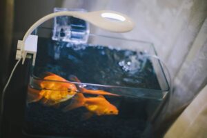 Two goldfish swim in a glass tank with black gravel, illuminated by a modern white lamp. A soft background hints at a cozy interior.