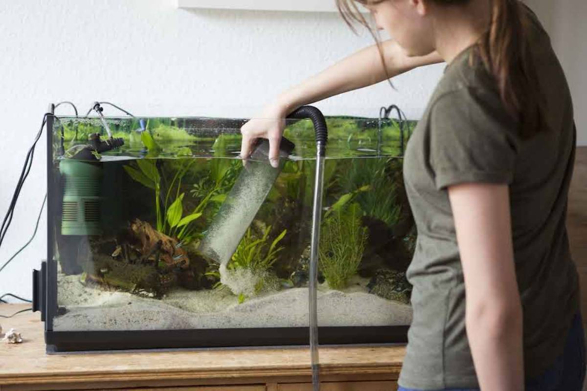 A person uses a siphon to clean a planted aquarium filled with aquatic plants and a sandy substrate.