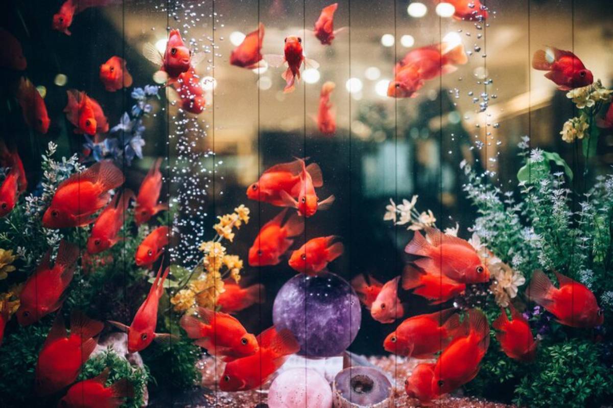 A vibrant aquarium filled with lively red goldfish among colorful plants and bubbles, creating a lively underwater scene.