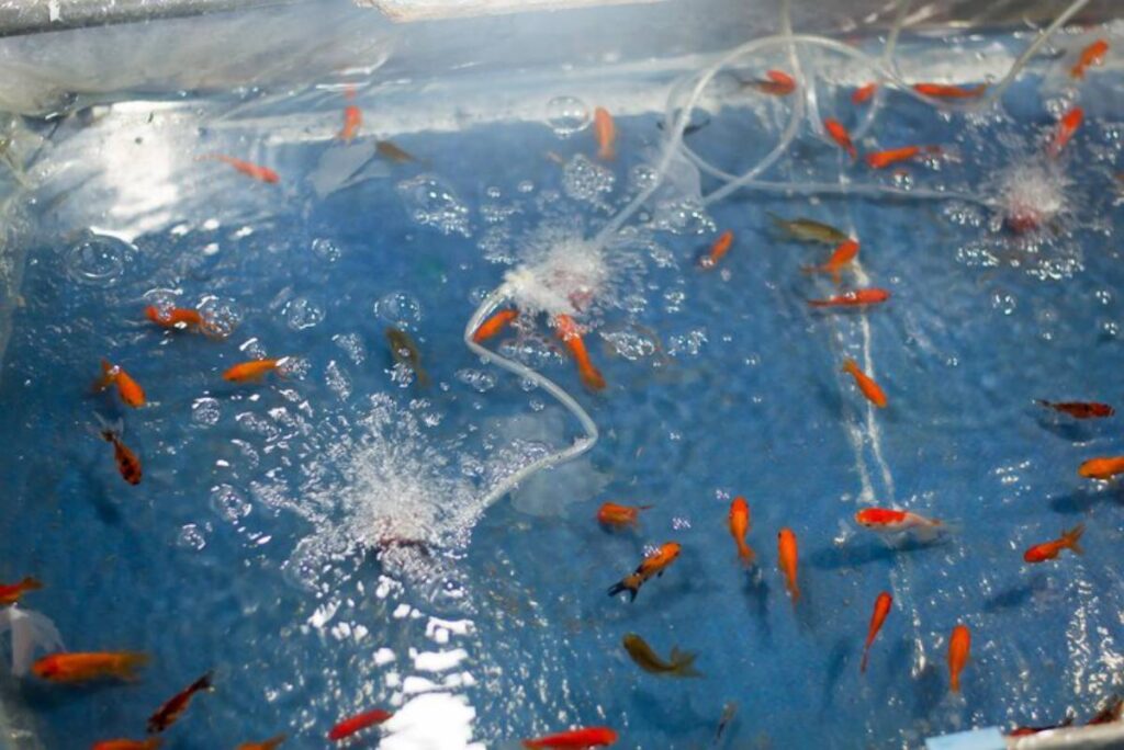 Aquarium tanks displaying live seafood, including lobster and shrimp, surrounded by bubbles and illuminated by soft blue lighting.