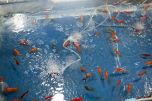 Aquarium tanks displaying live seafood, including lobster and shrimp, surrounded by bubbles and illuminated by soft blue lighting.