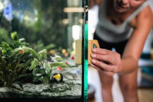 A woman cleaning an aquarium with a magnetic cleaner, surrounded by lush aquatic plants and colorful fish swimming inside.